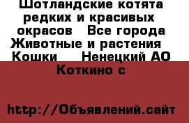 Шотландские котята редких и красивых  окрасов - Все города Животные и растения » Кошки   . Ненецкий АО,Коткино с.